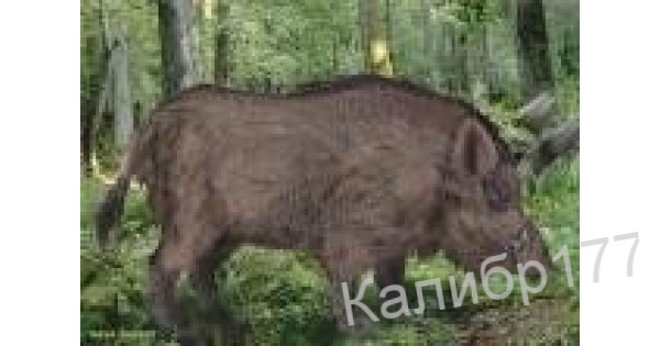 Мишень (кабан) с прорисовкой важных зон поражения, 1000*700мм купить с ...